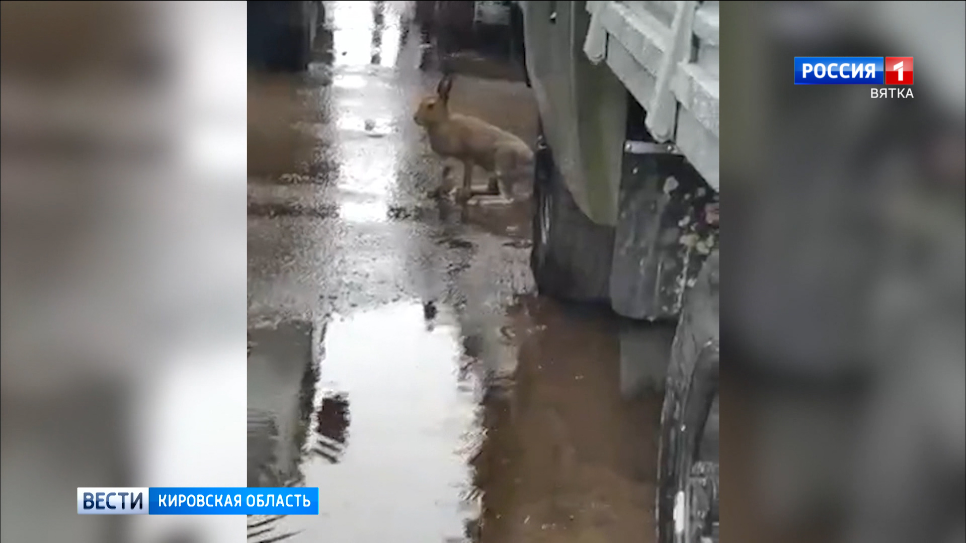 В Киров забежал заяц-русак
