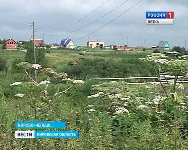 Соколов о борщевике: «Масштабы бедствия из окна автомобиля видно очень хорошо»