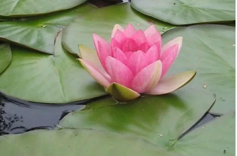 В Малмыже зацветут краснокнижные лотосы