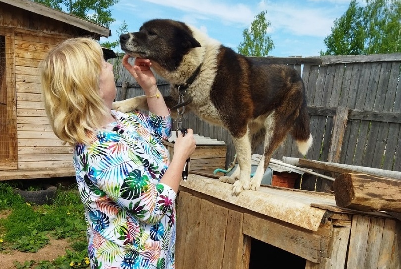 В Советском районе откроют первый государственный приют для животных
