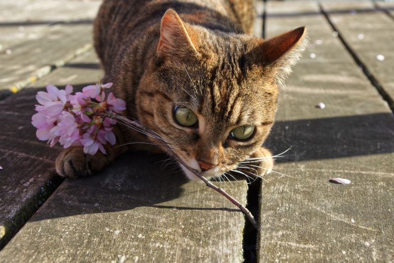 В Вятскополянском районе кот заболел бешенством