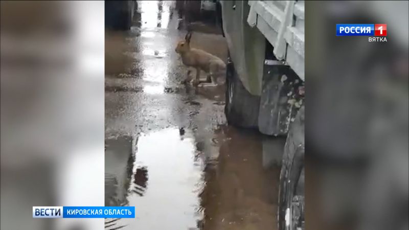 В Киров забежал заяц-русак