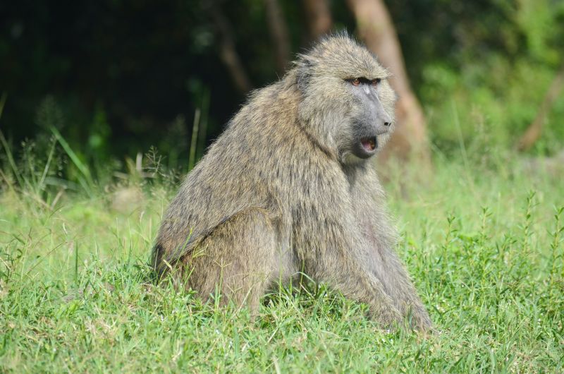 Геннадий Онищенко назвал тревожный признак в распространении оспы обезьян