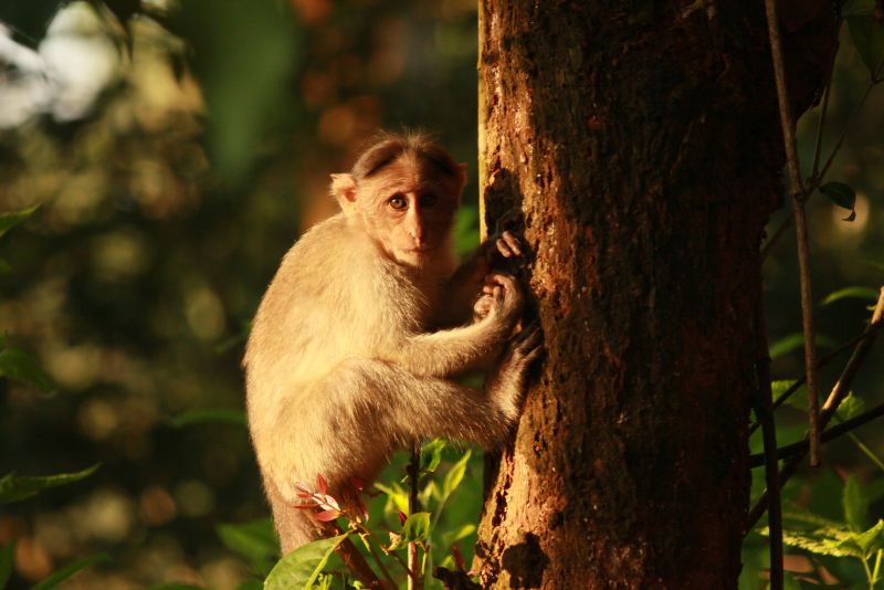 Вирусолог предупредил, что дети могут тяжелее переносить оспу обезьян