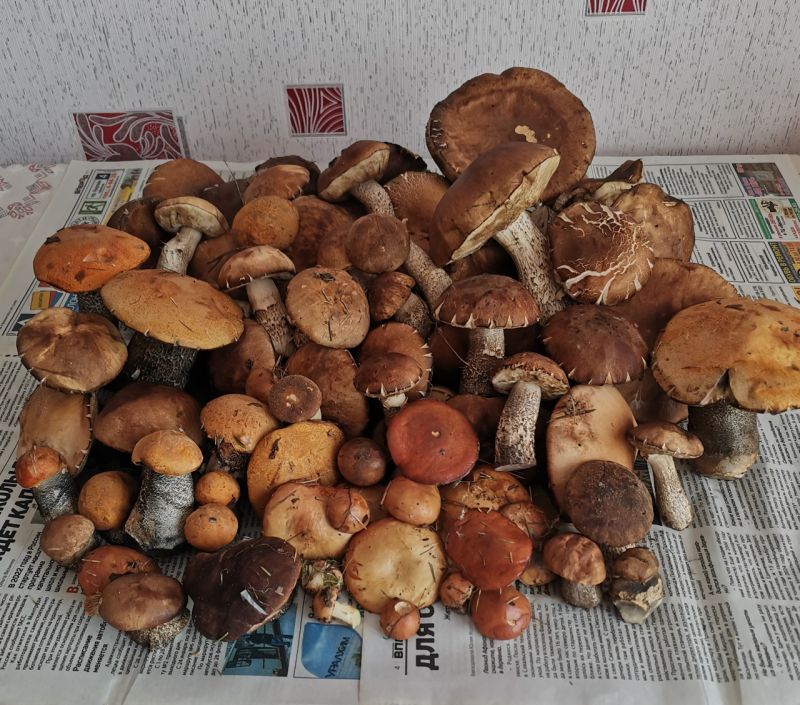 Жители Кировской области хвастаются добычей «тихой охоты»