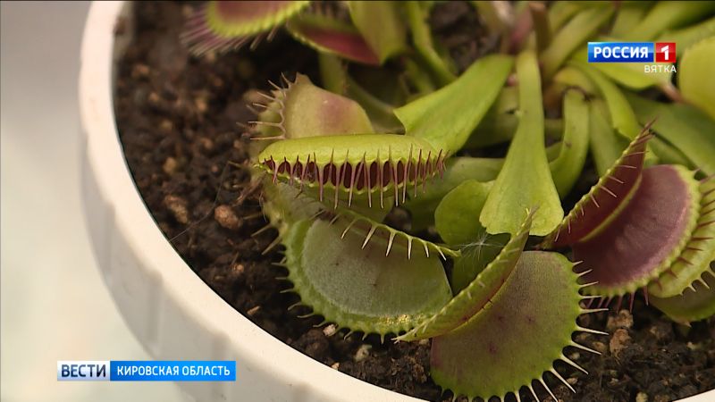 В ботаническом саду поселились растительные хищники