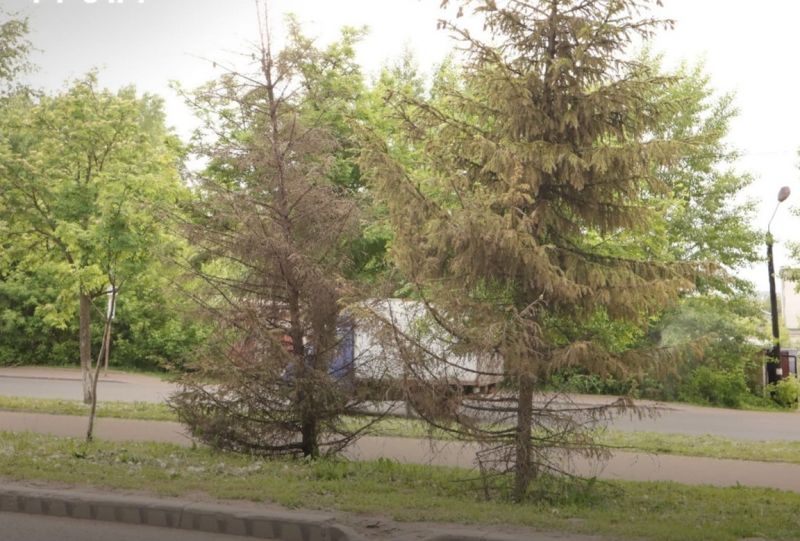 На улице Мира погибли последние елки с площади Конева