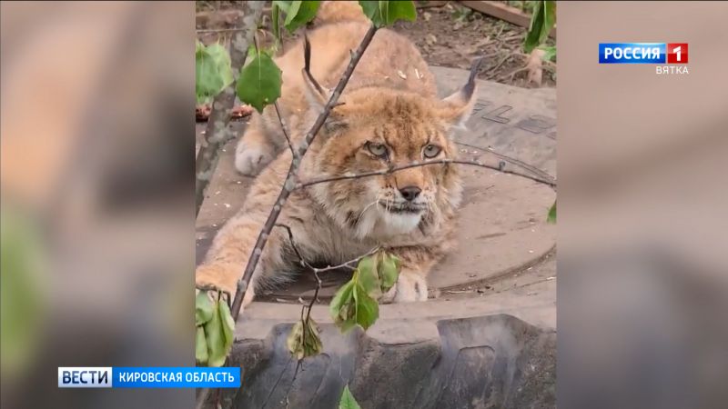 Кировская рысь Мира переехала из Новосибирска в Ленинградскую область
