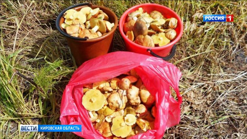В кировских лесах появились маслята, рыжики, красные грибы и лисички