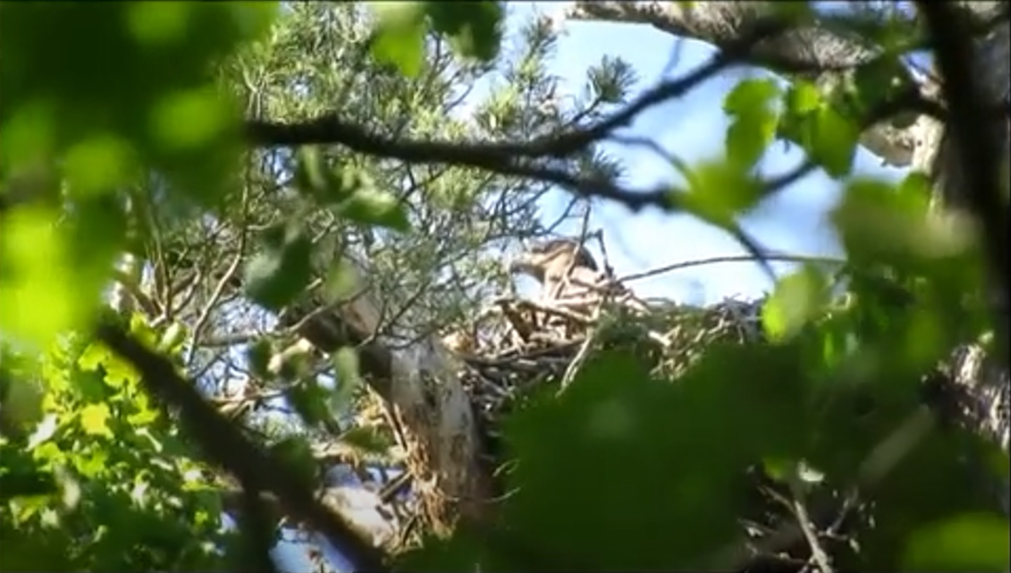 В заповеднике «Нургуш» подрос птенец орлана-белохвоста