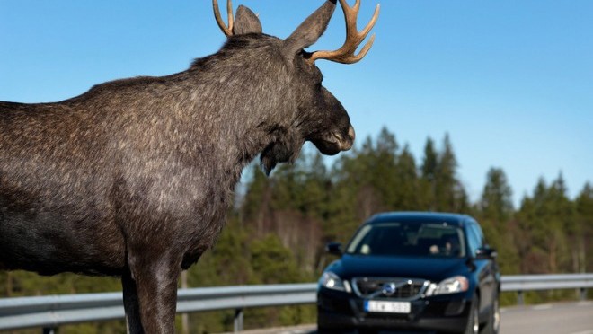 За полгода в Кировской области произошло 41 ДТП с участием диких животных