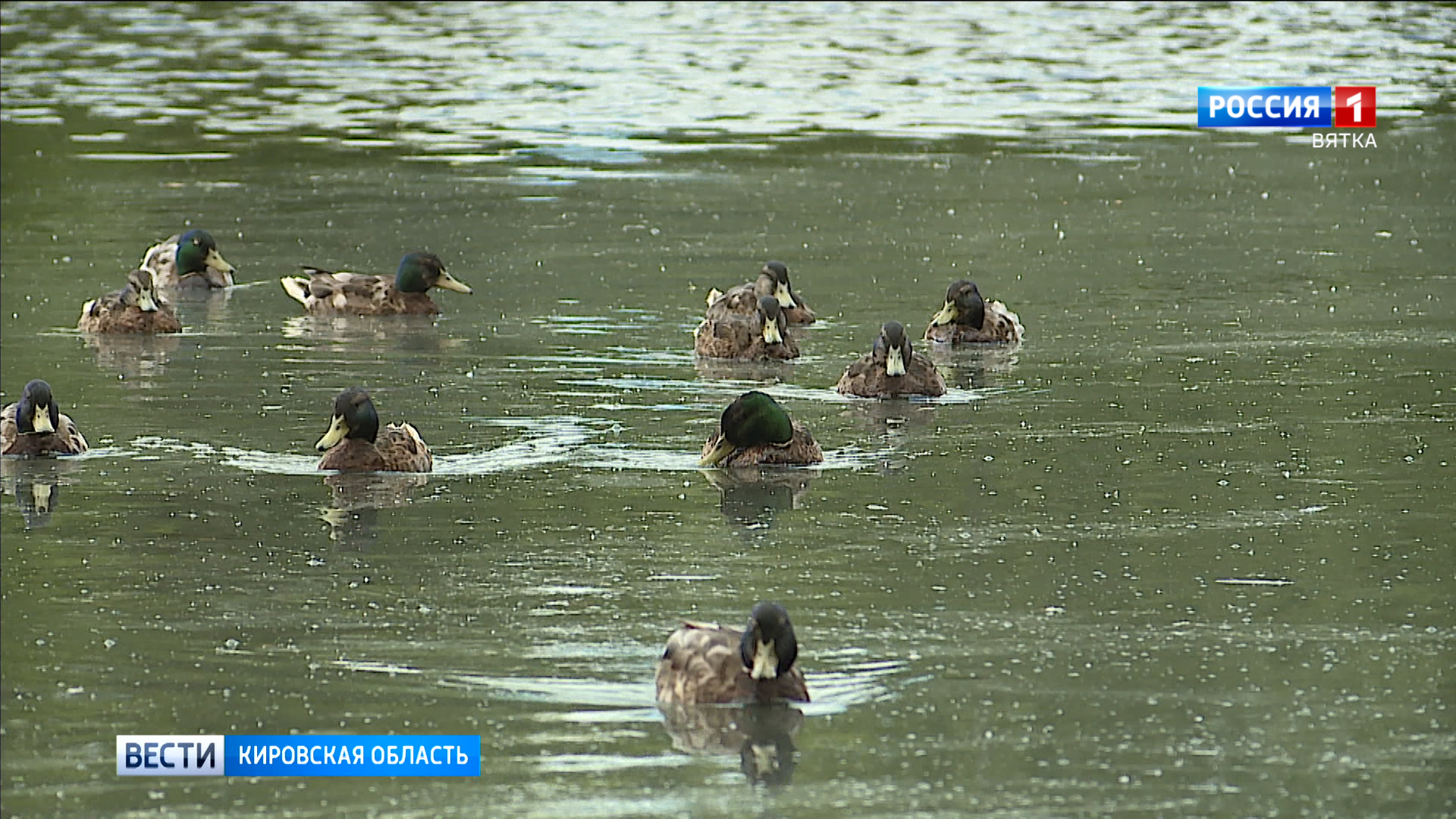 В Кировской области начался учет уток