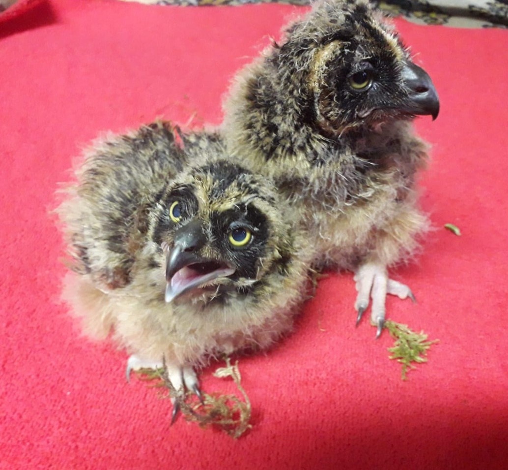 В кировский центр «Большое гнездо» доставили осиротевших совят из Печоры