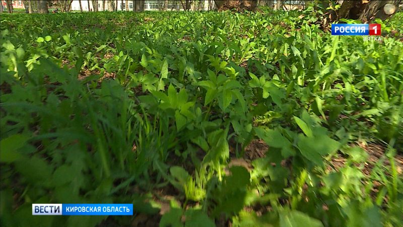 18 тысяч кировчан пострадали от укусов клещей