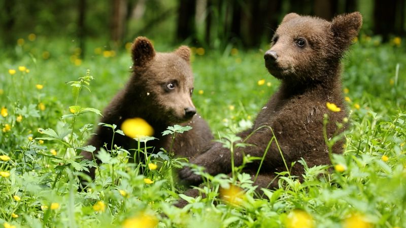 Спасенные в Кировской области медвежата готовятся к самостоятельной жизни в Тверской области