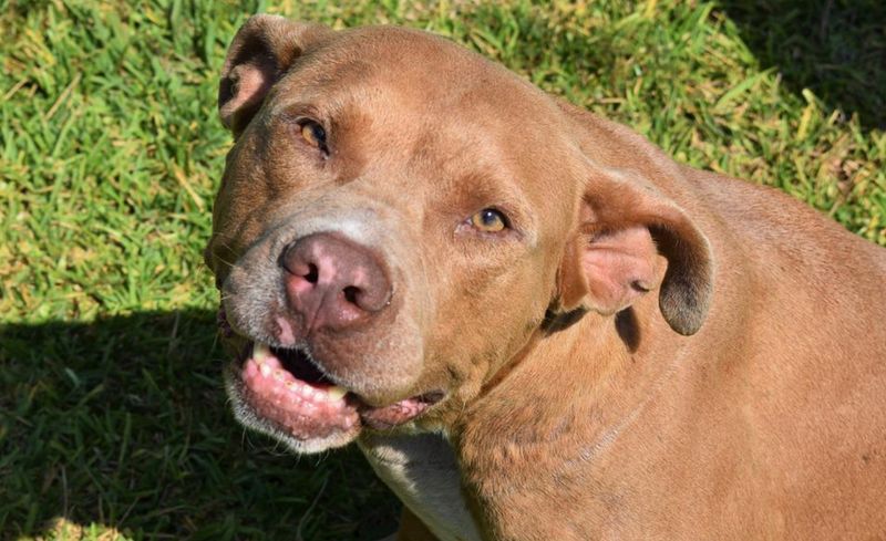 Пострадавшая от нападения питбультерьера чепчанка отсудила 100 тысяч рублей