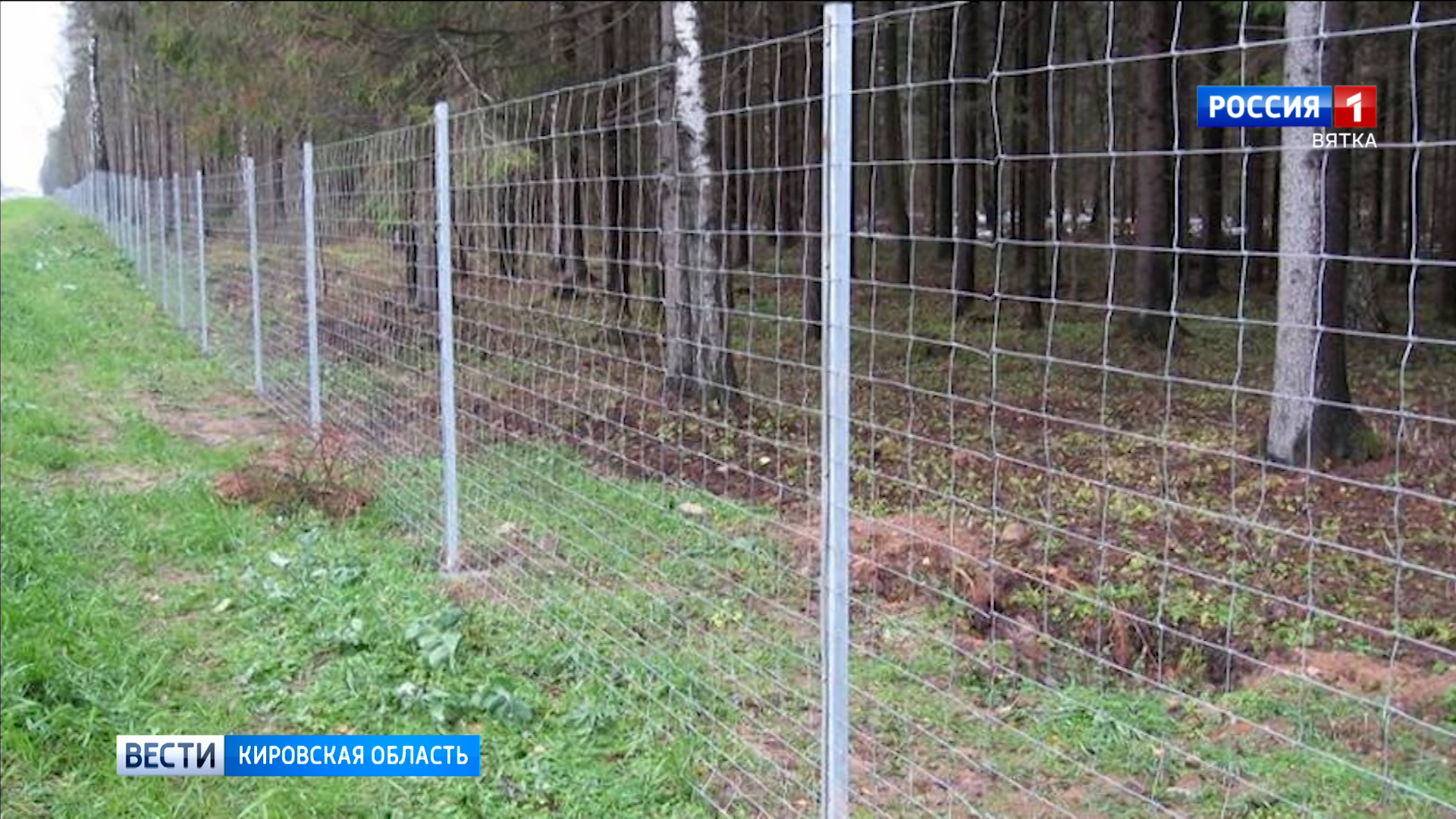 Кировские автотрассы защитят от выхода диких животных