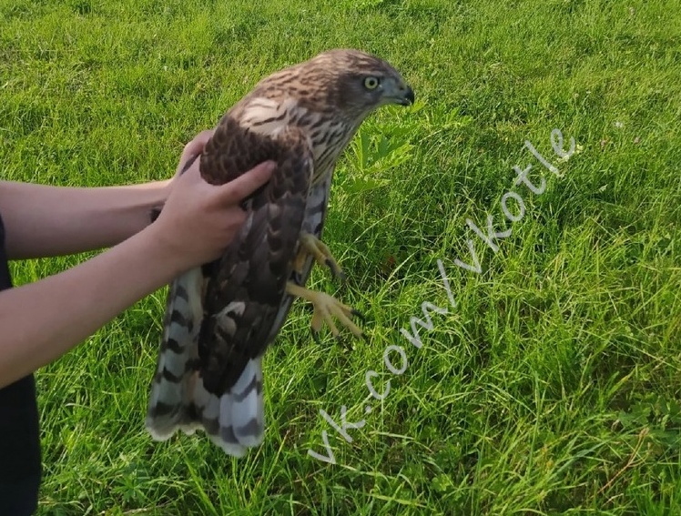 В Котельничском районе к людям вышел ястреб-тетеревятник