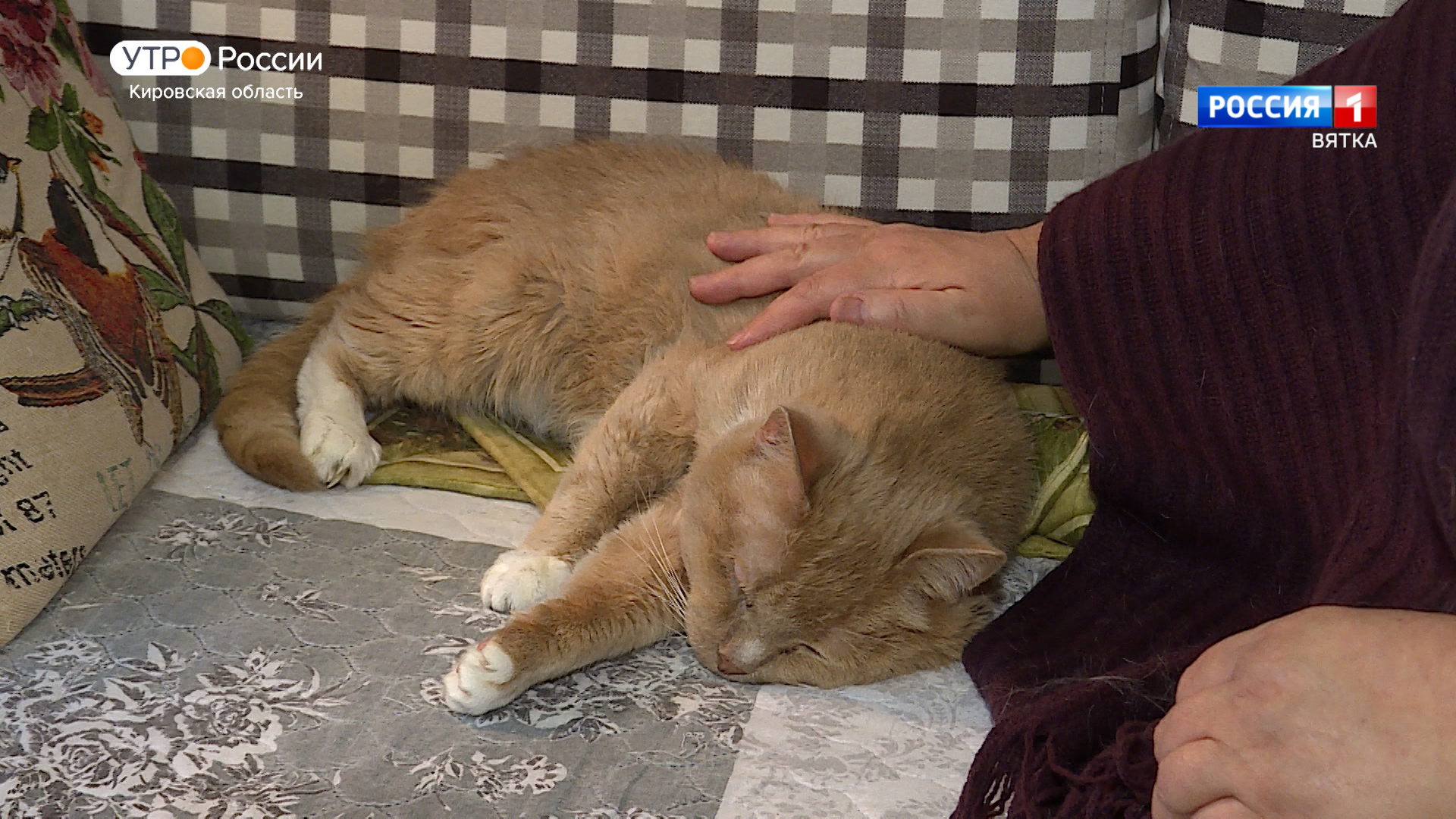 Хвост за хвост. Кот Михаил Георгиевич.(19.08.2022)