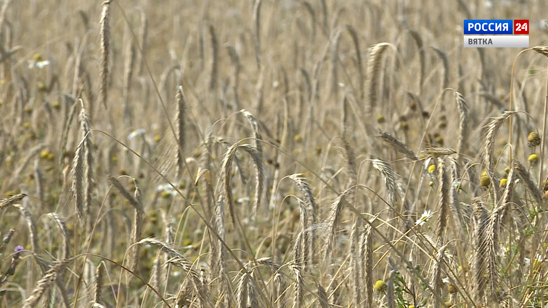 Вести. Агро(18.08.2022)