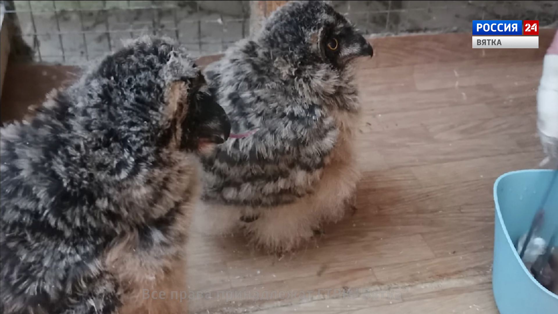 В кировском центре «Большое гнездо» выхаживают осиротевших совят из Печоры