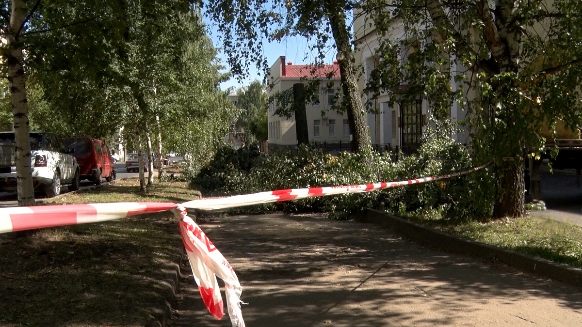 Кировчане пожаловались, что на улице Пролетарской вырубают деревья