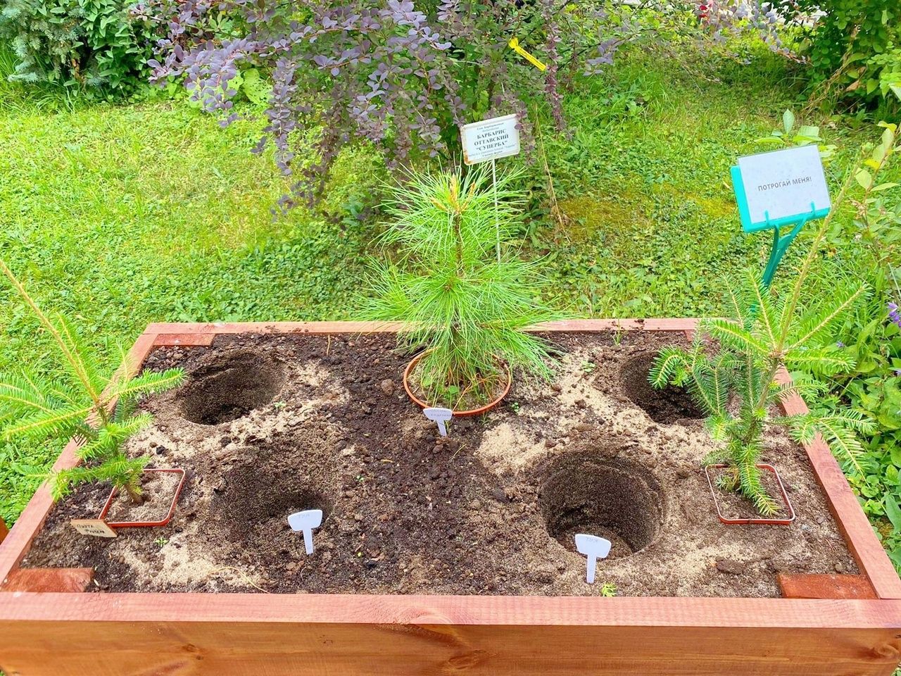 Из кировского ботанического сада украли 4 саженца