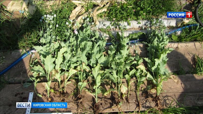 В огороде 60-летней пенсионерки из Арбажа нашли 27 растений мака