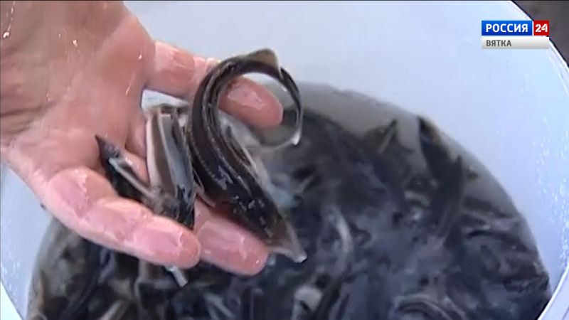 В Нововятске в Вятку выпустили мальков стерляди