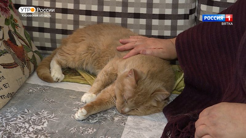 Хвост за хвост. Кот Михаил Георгиевич.(19.08.2022)