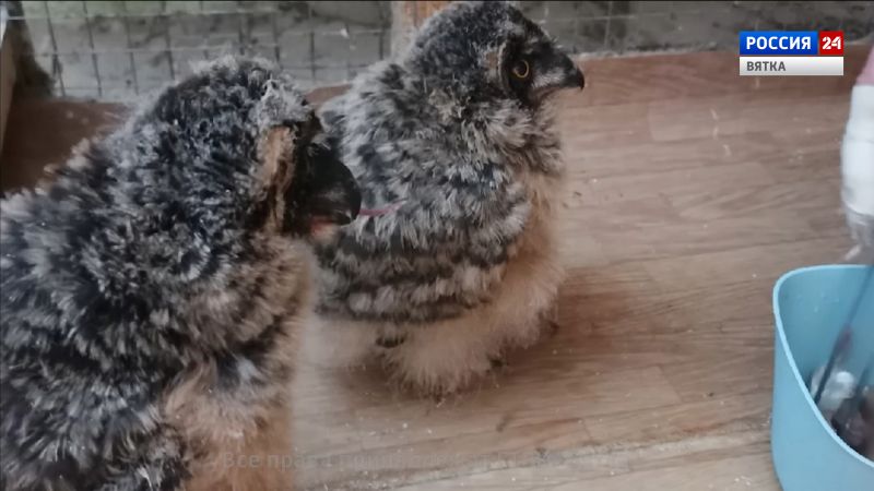 В кировском центре «Большое гнездо» выхаживают осиротевших совят из Печоры