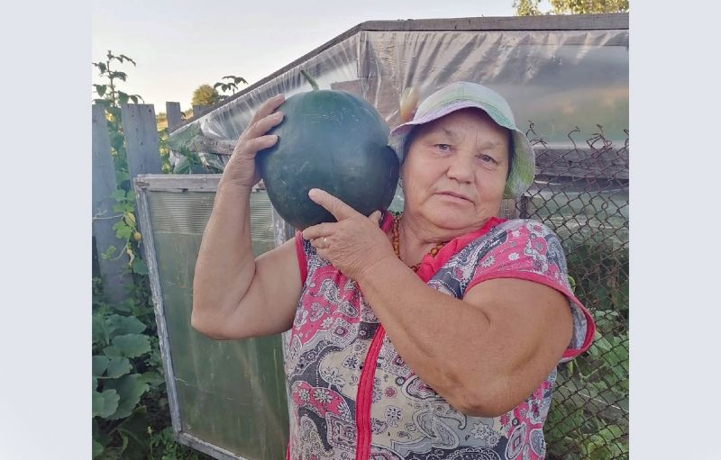 В Кумёнском районе собрали первый урожай арбузов