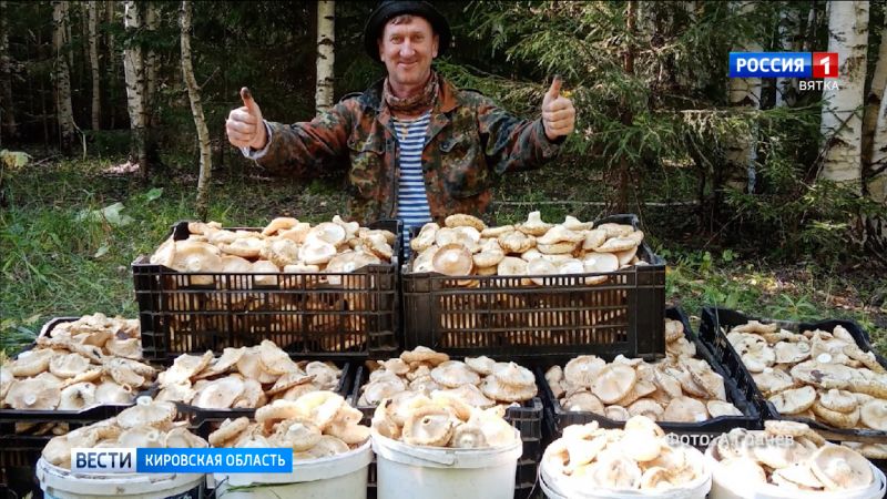 Кировчанин собрал небывалый урожай груздей