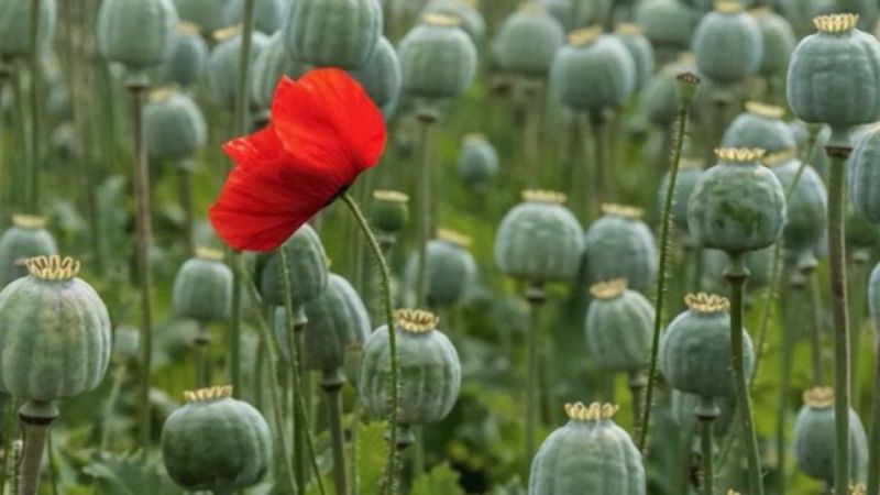 Кировская пенсионерка вырастила на своем участке 359 кустов мака