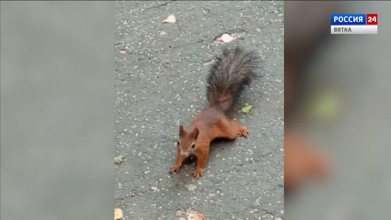 В Кирове белка поднимает настроение водителям, простаивавшим в пробках