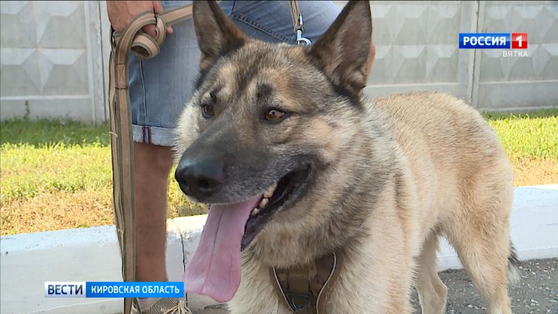 Кировский пес Гектор стал победителем международной премии