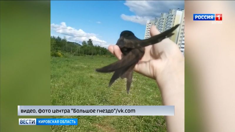 Кировские волонтеры завершили первый этап операции «Спаси стрижа»