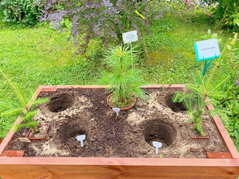 Из кировского ботанического сада украли 4 саженца