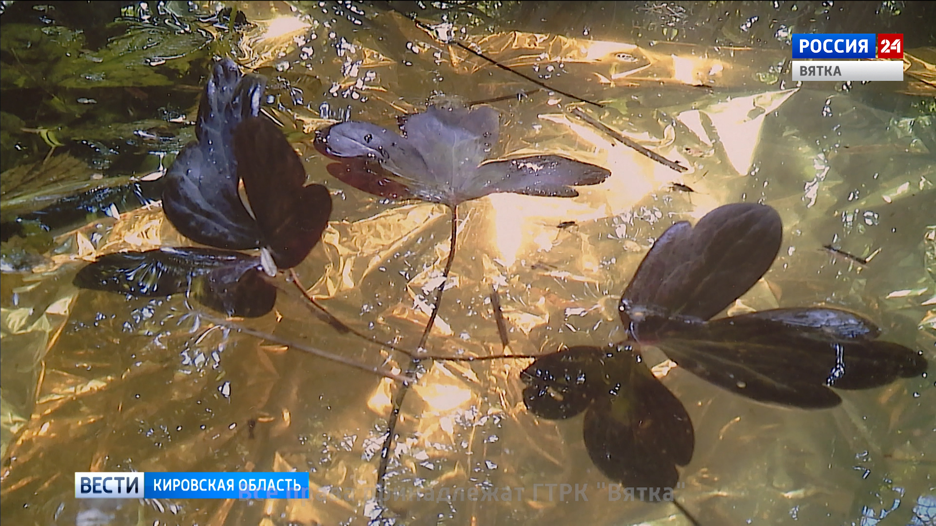 В Кирове открылась персональная выставка члена Союза художников Марины Селезневой