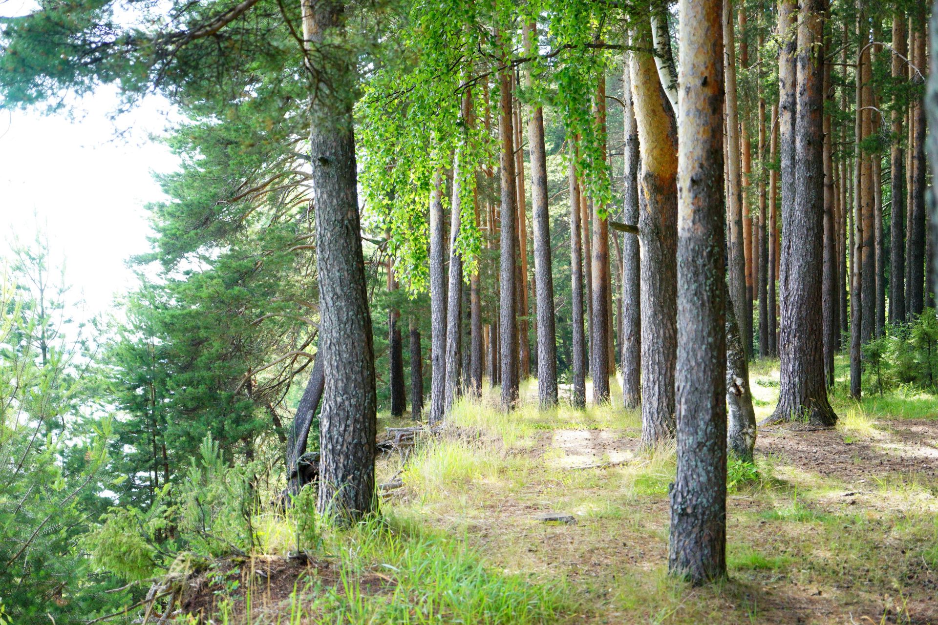 В Кировской области изменили сроки подачи для получения лицензии на охоту