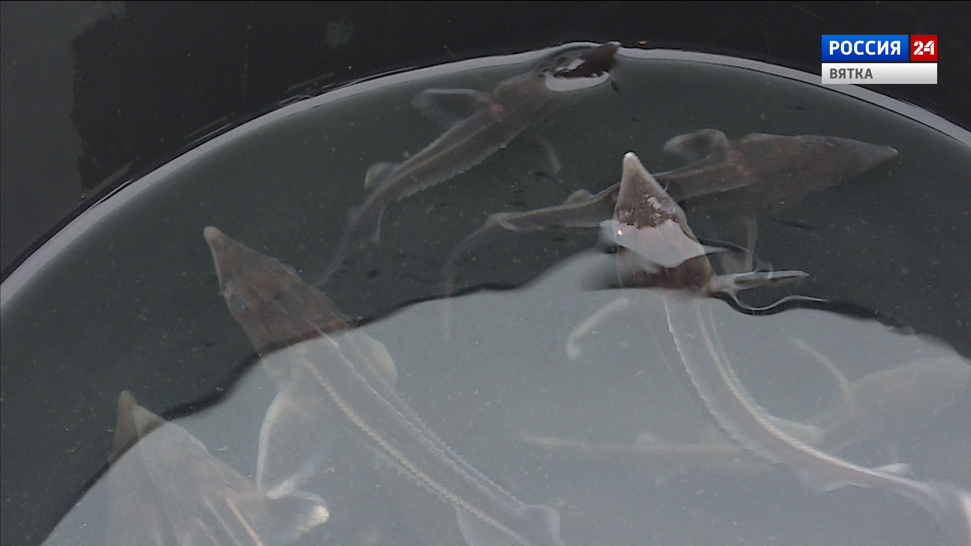 В Нововятске в Вятку выпустили 30 тысяч мальков стерляди