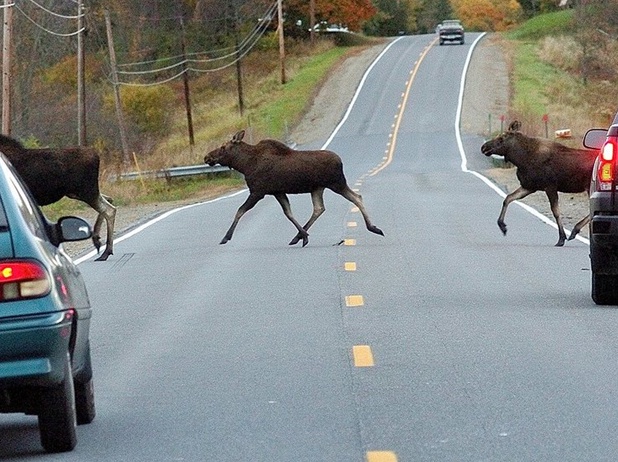 Кировчан предупреждают об активности диких зверей