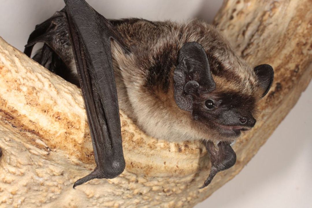 Новый штамм коронавируса обнаружен у российских летучих мышей