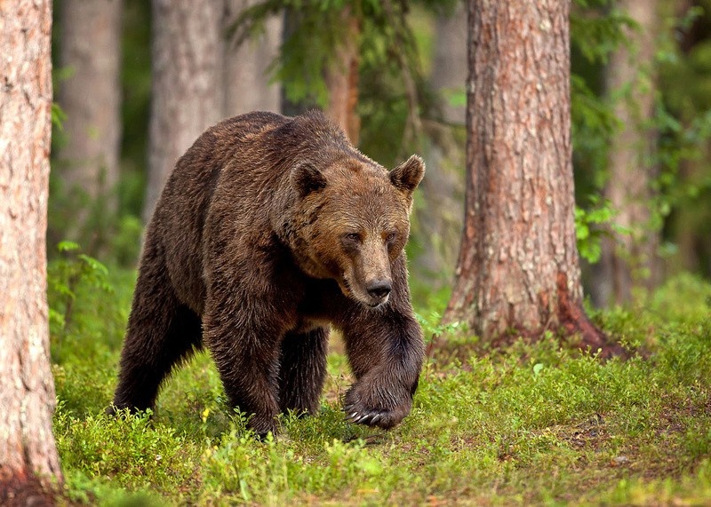 На территории Кикнурского района установили карантин по трихинеллезу