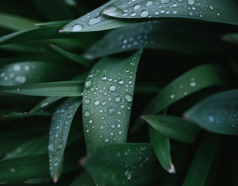 В пятницу в Кировской области ожидается дождь