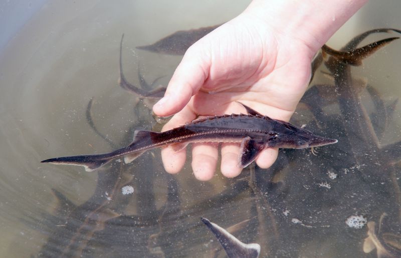 В реку Вятка выпустили ещё около 27 тысяч мальков стерляди