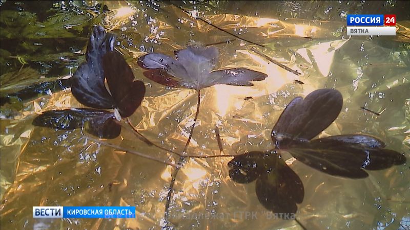 В Кирове открылась персональная выставка члена Союза художников Марины Селезневой