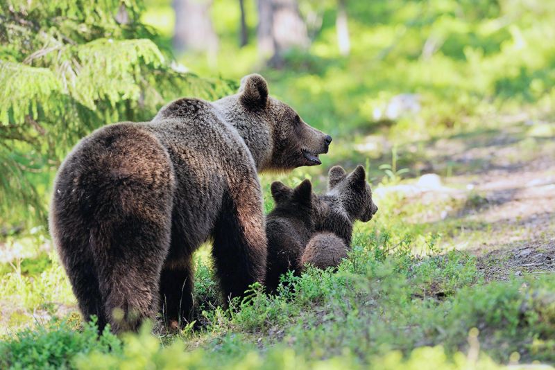 Гостям охранной зоны заповедника «Нургуш» советуют разговаривать, петь песни или стучать
