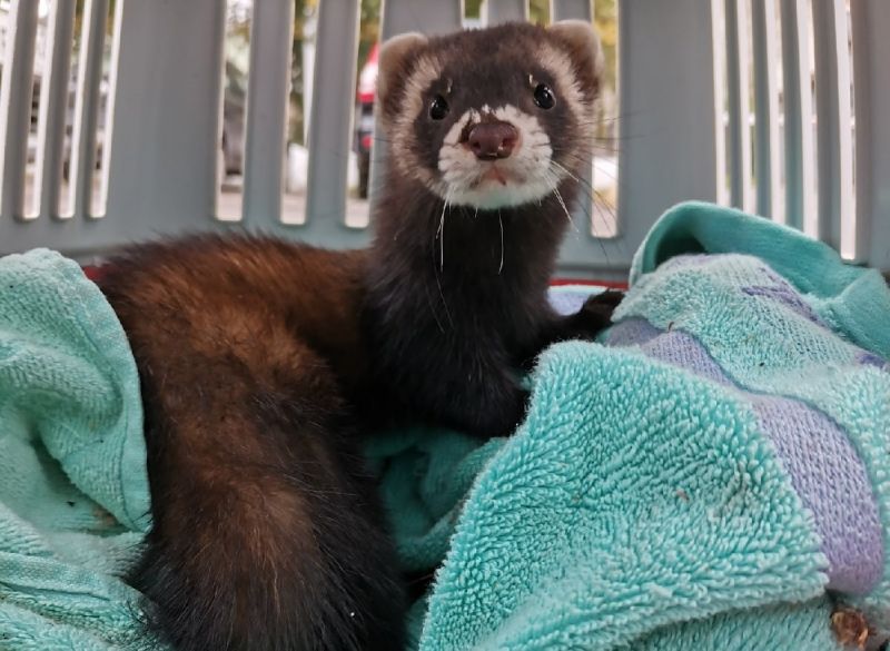 Кировские волонтеры спасли молодого хорька