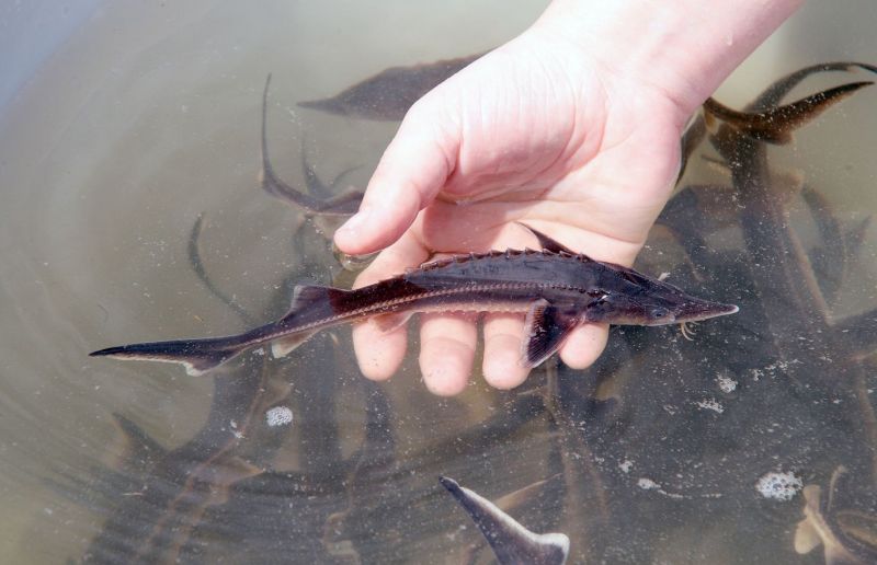 В Вятку в третий раз за осень выпустили мальков